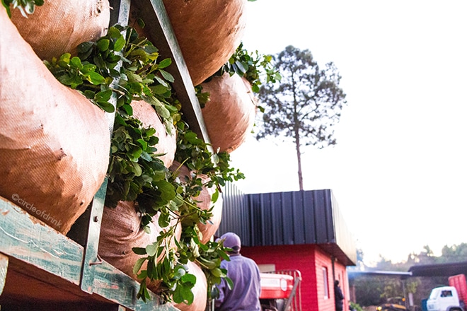 Workers transporting yerba mate to drying factory in Misiones, Argentina. ©circleofdrink