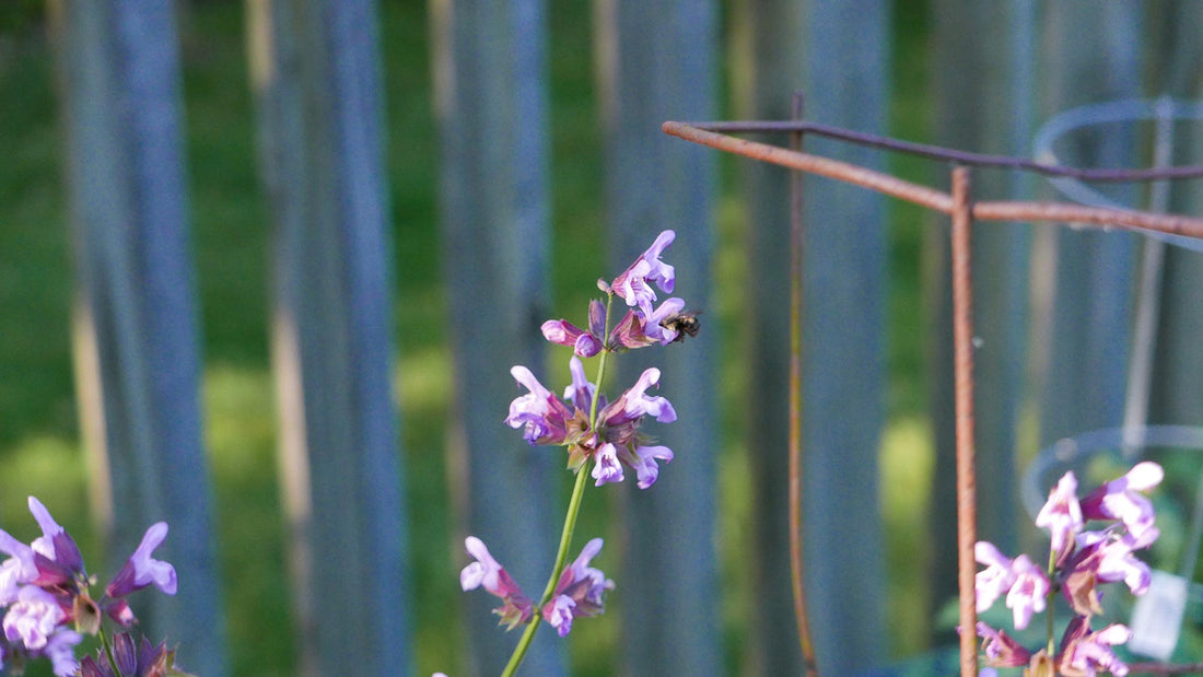 Sage in garden