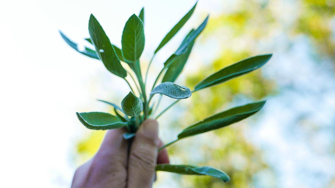 Sage in hand