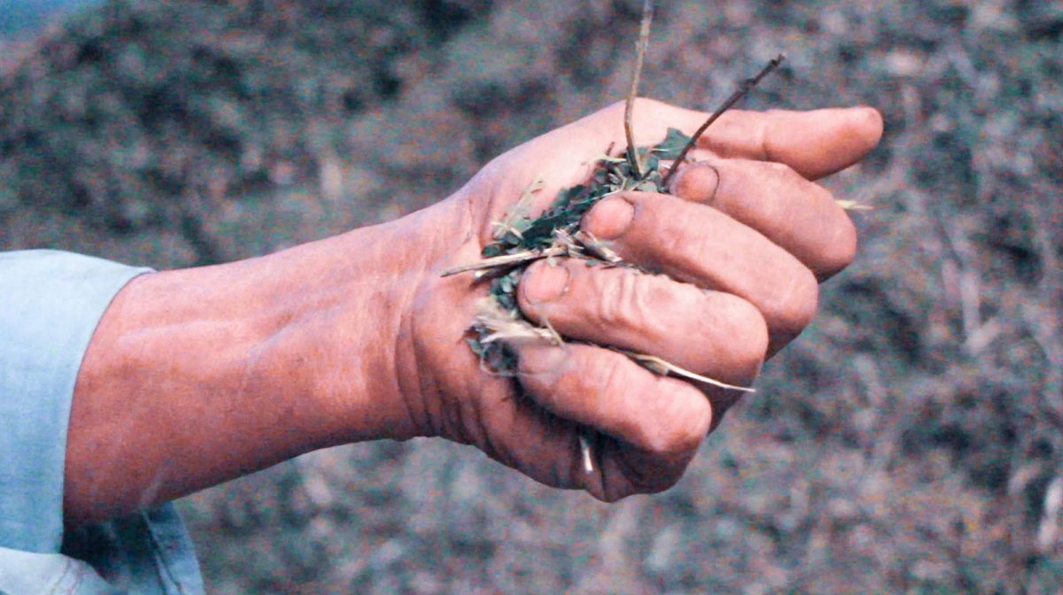 Organic yerba mate in hand